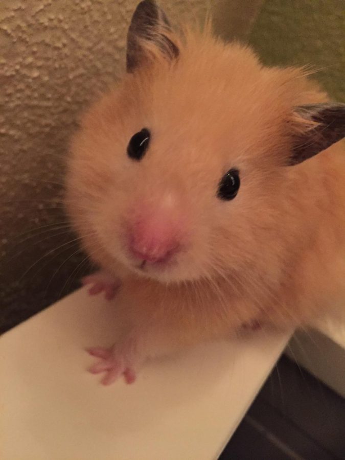 The Importance of Adopting a Pocket Pet The Phoenix