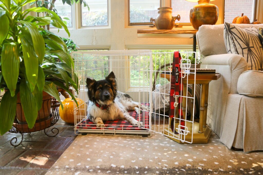 Crate Training Guide A Guide to Getting Your Dog Acquainted to a New