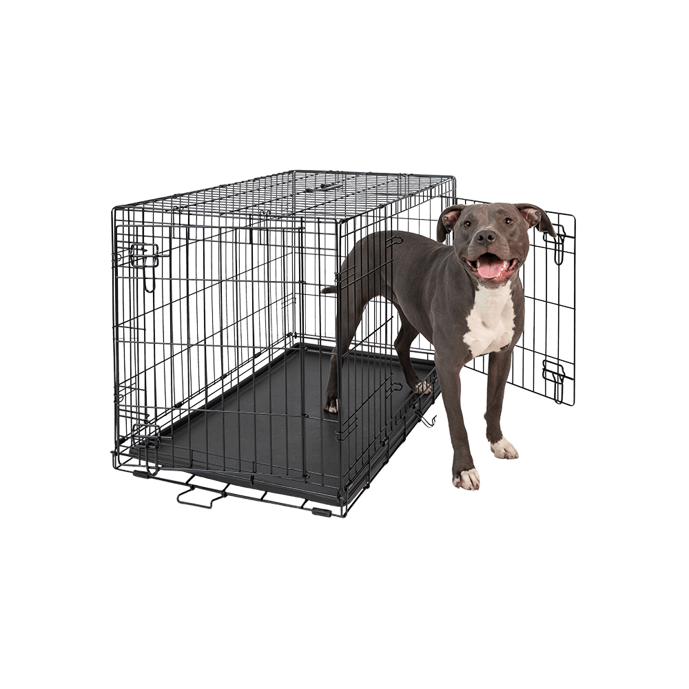 Hollywood Feed's New Puppy Checklist Hollywood Feed University