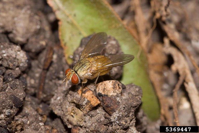 Cluster Flies Home & Garden Information Center