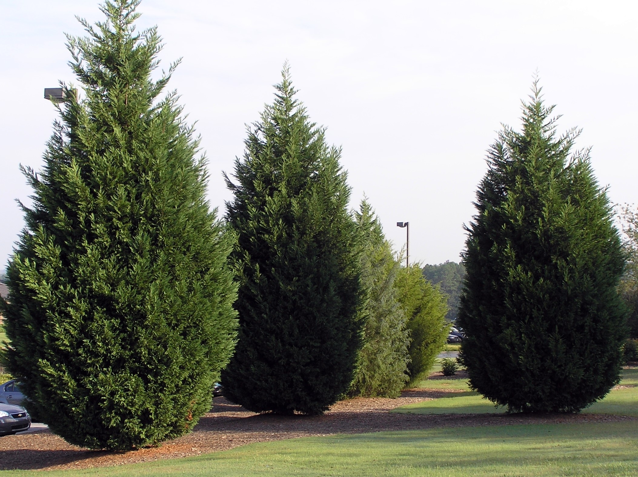 Leyland Cypress Cupressus Leylandy, Fast Growing Tree blog.designfiles.co