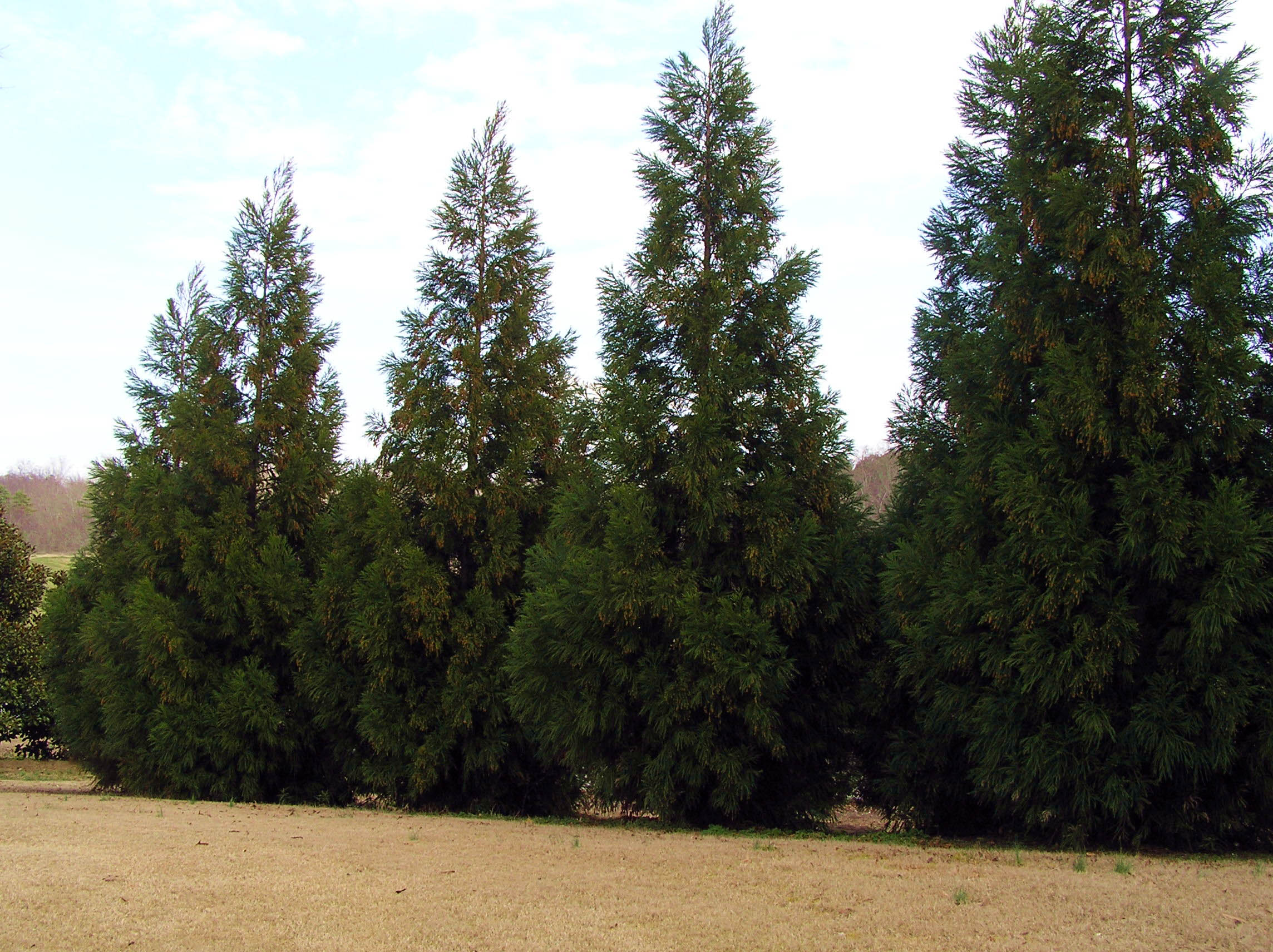 Kész Ujjatlan kesztyű Eradicate leyland cypress tree root system