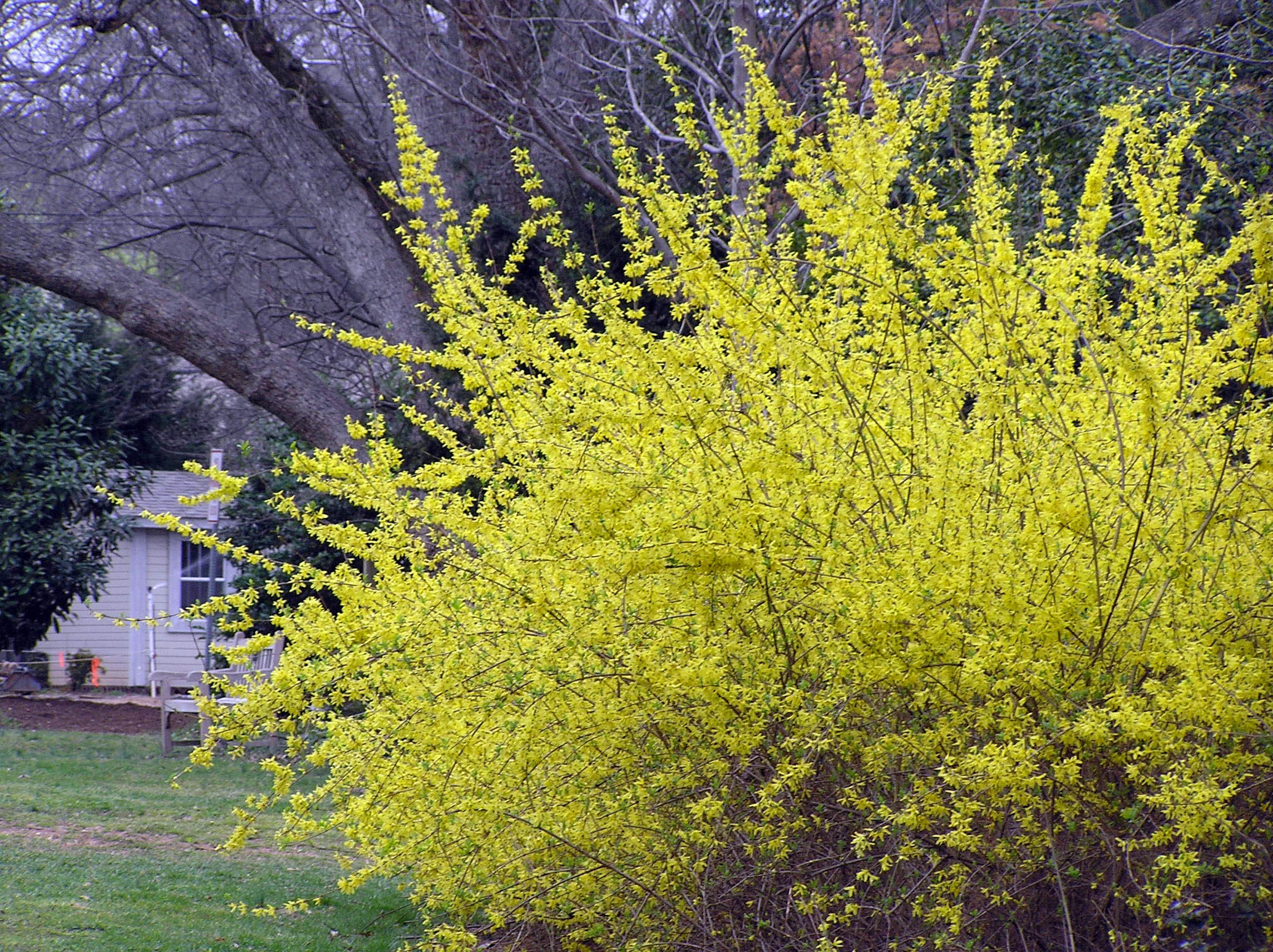 3 FORSYTHIA BRIGHT YELLOW FLOWERING HEDGING SHRUB PLANT POTTED 10 3 FORSYTHIA BRIGHT YELLOW FLOWERING HEDGING SHRUB PLANT POTTED 10