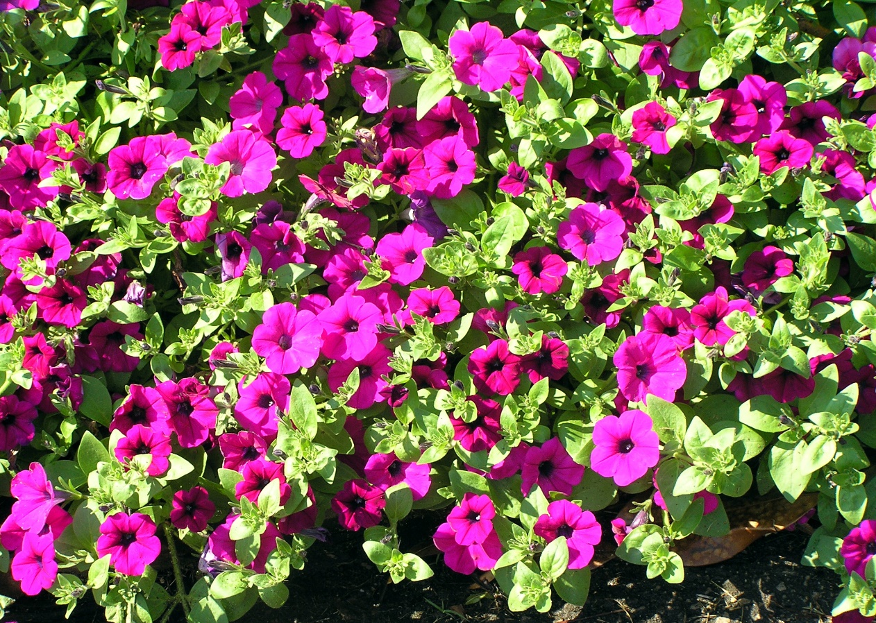 Best Of Petunia Flower Medicinal Uses 20+