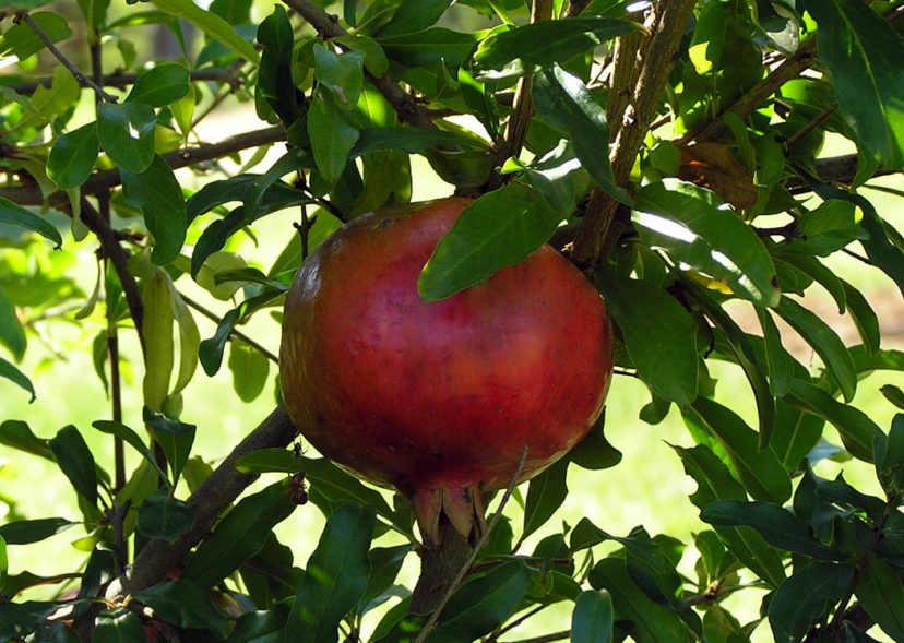 Pomegranate Home & Garden Information Center