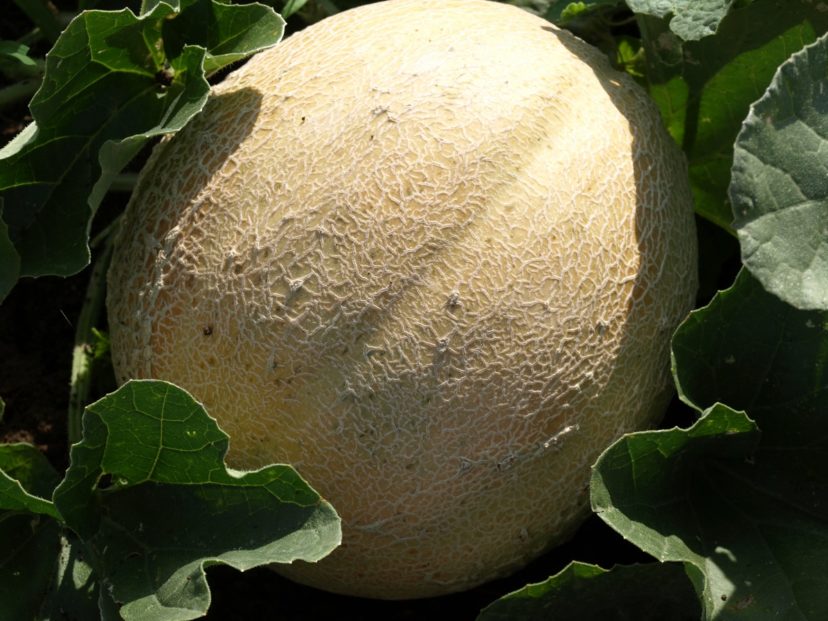 Cantaloupe & Honeydew Melons Home & Garden Information Center