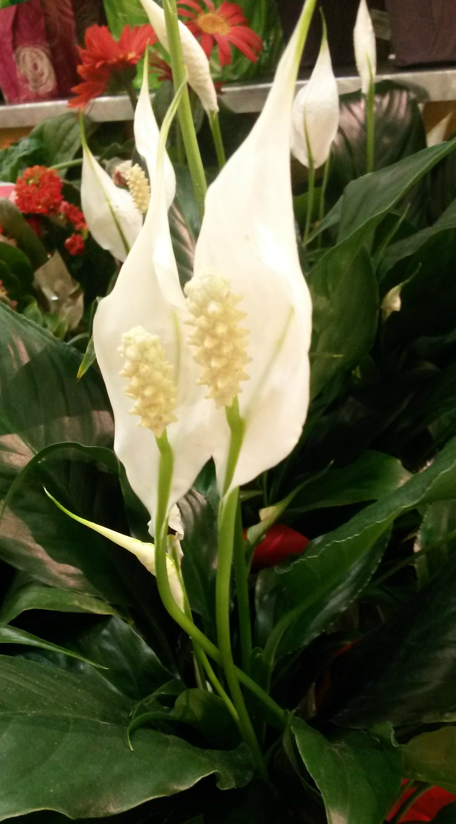 Introducing The Peace Flower Best Flower Site