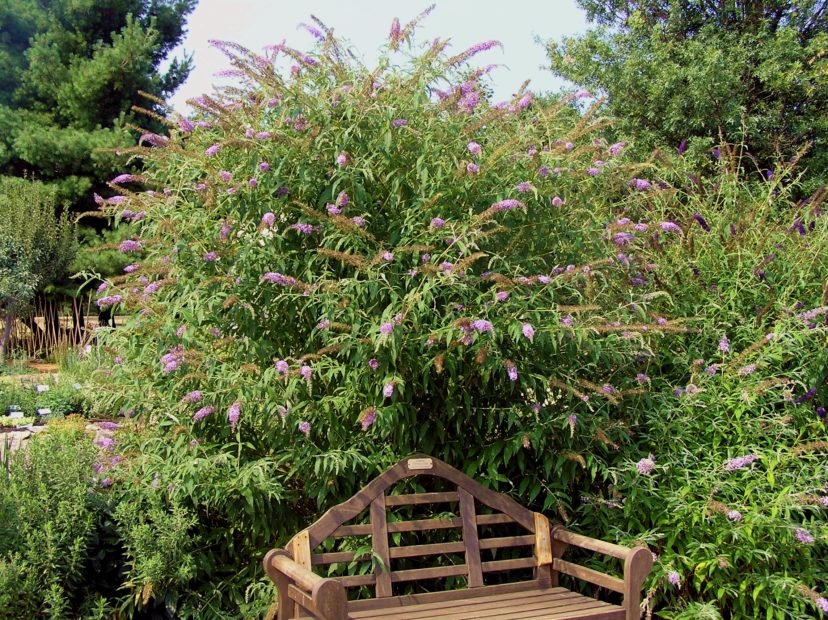 35+ Should You Cut Back A Butterfly Bush In The Fall derekmsimmonss