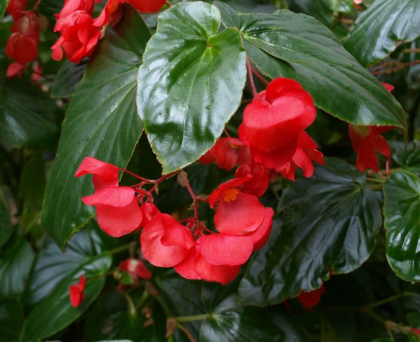 Growing Begonias Indoors Home & Garden Information Center