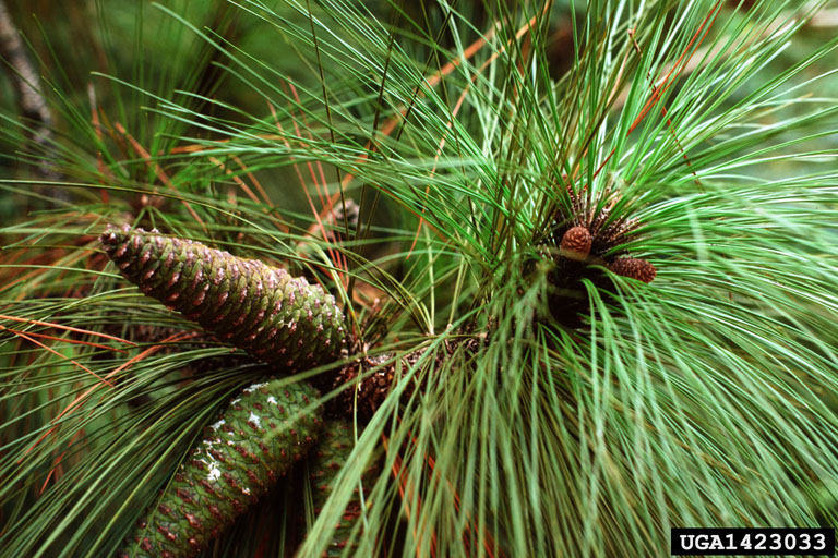 Pine Home & Garden Information Center