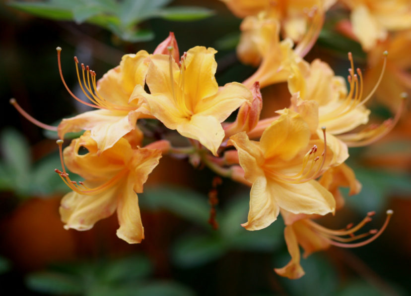 Native Azaleas Natural Color in the Shade Garden Home & Garden