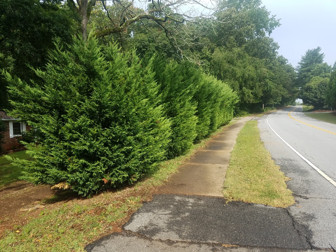 Leyland Cypress Vs Arborvitae 2 25 Gal Leyland Cypress Evergreen Tree