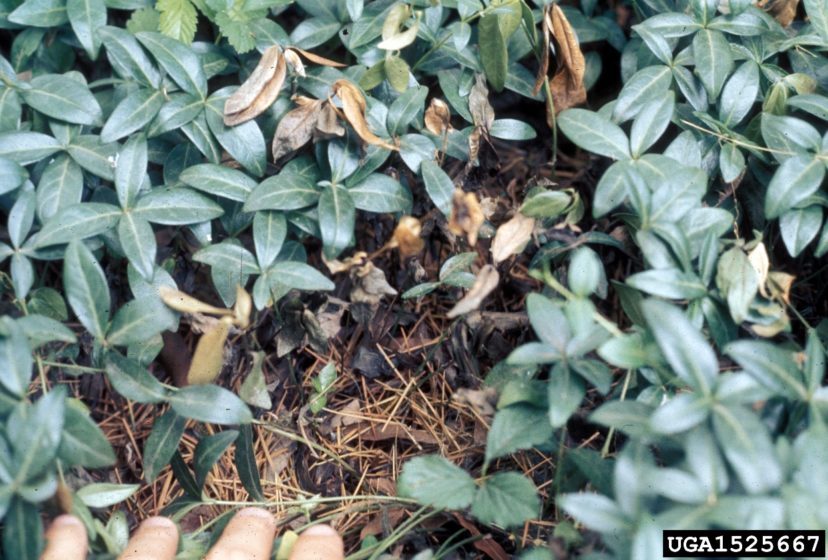 Vinca Diseases Home & Garden Information Center