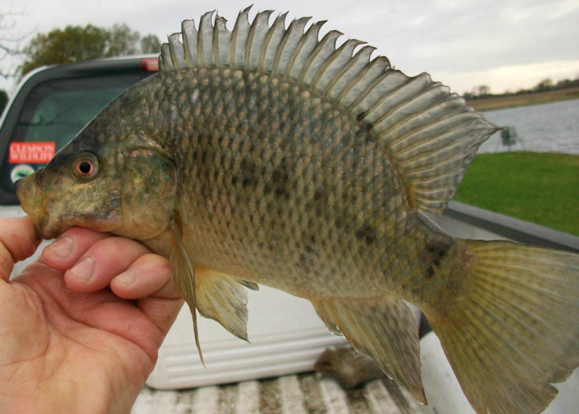 Biological Control of Aquatic Weeds Home & Garden Information Center