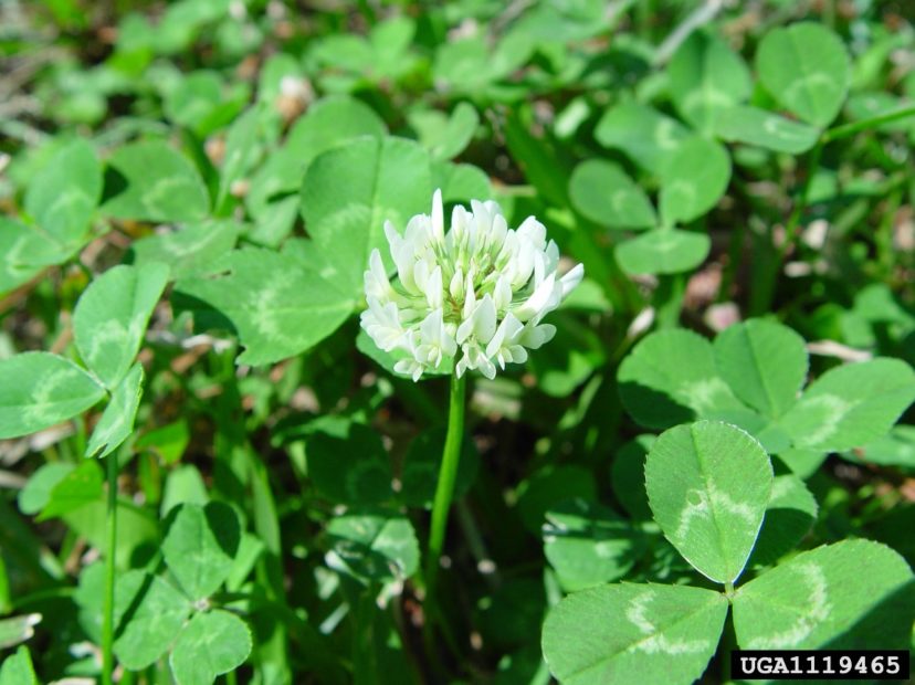 White Clover Home & Garden Information Center
