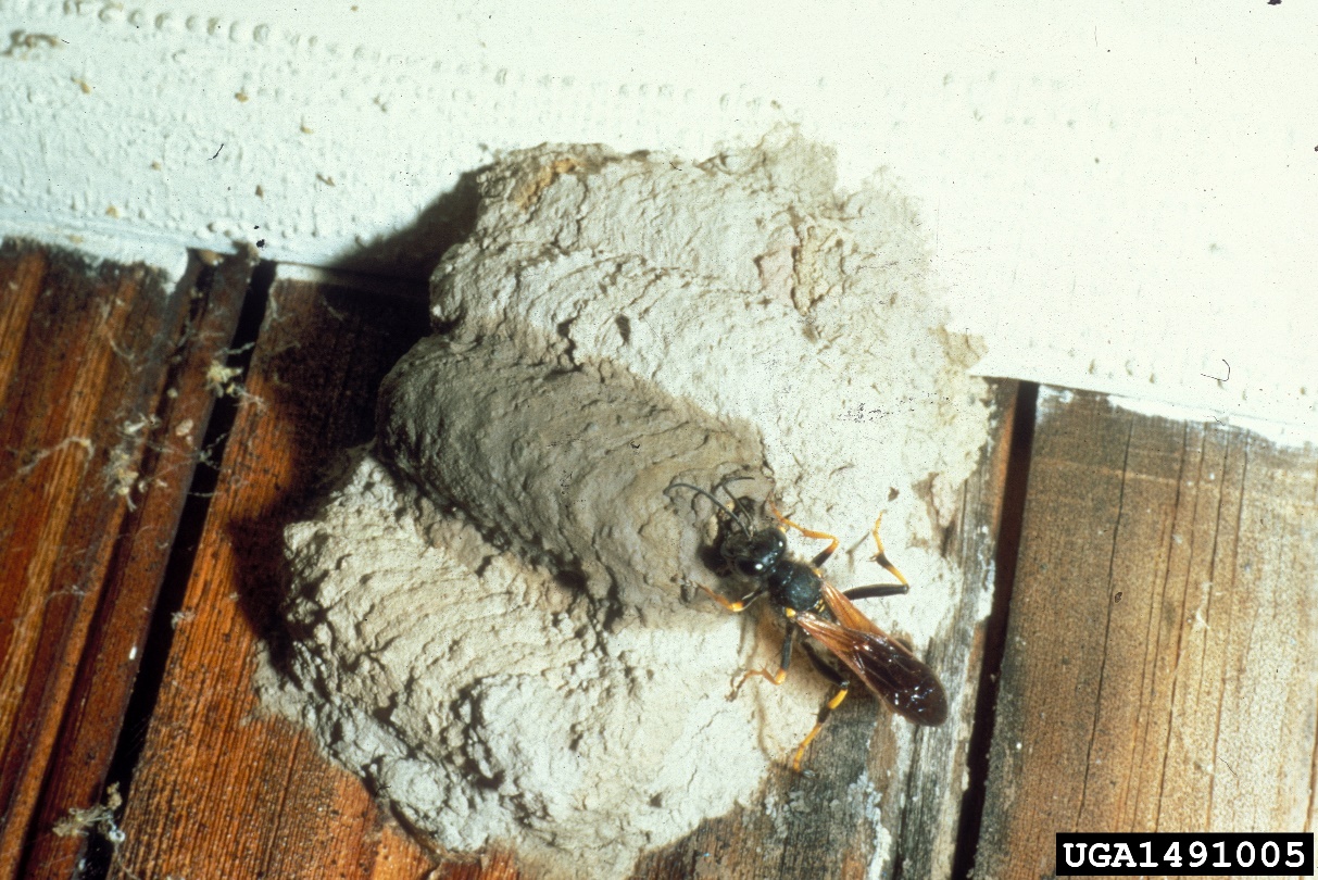Mud Wasp Nest