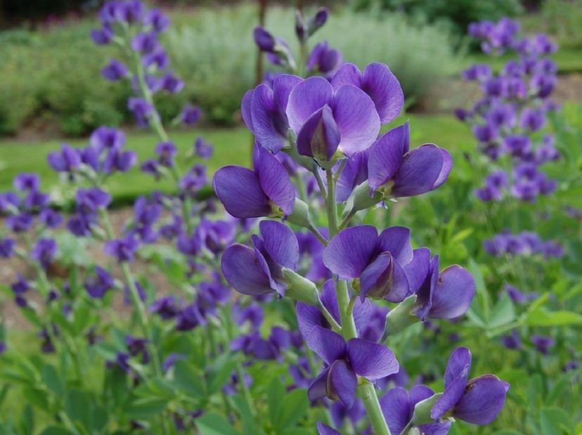 Baptisia (False or Wild Indigo) Home & Garden Information Center