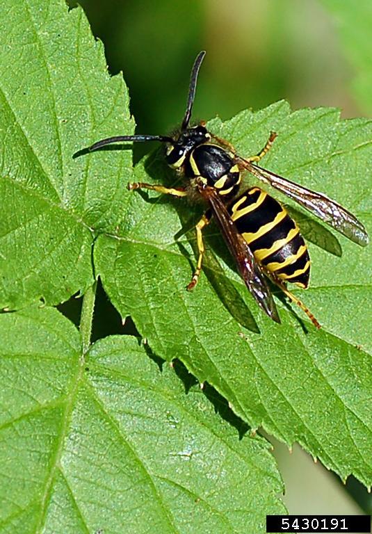 Yellowjackets Home & Garden Information Center