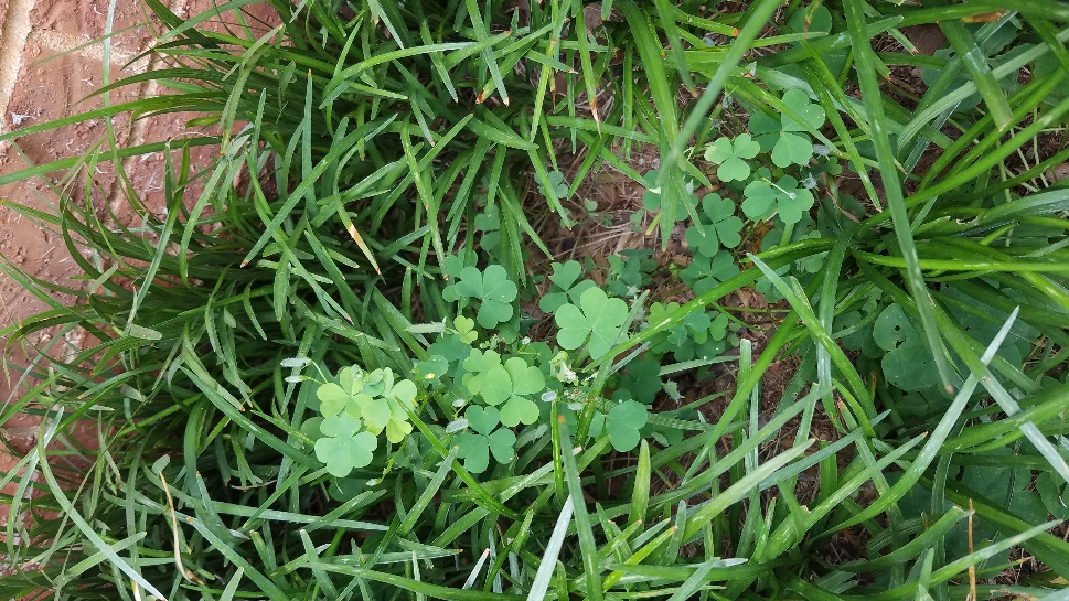 How To Kill Oxalis Weed Oxalis / How often can i apply chickweed