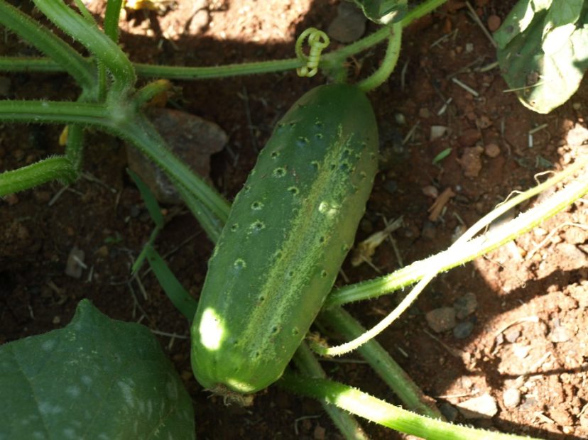 Cucumber Home & Garden Information Center
