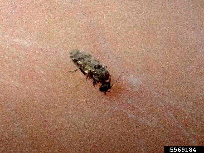 Black Gnats On Ceiling