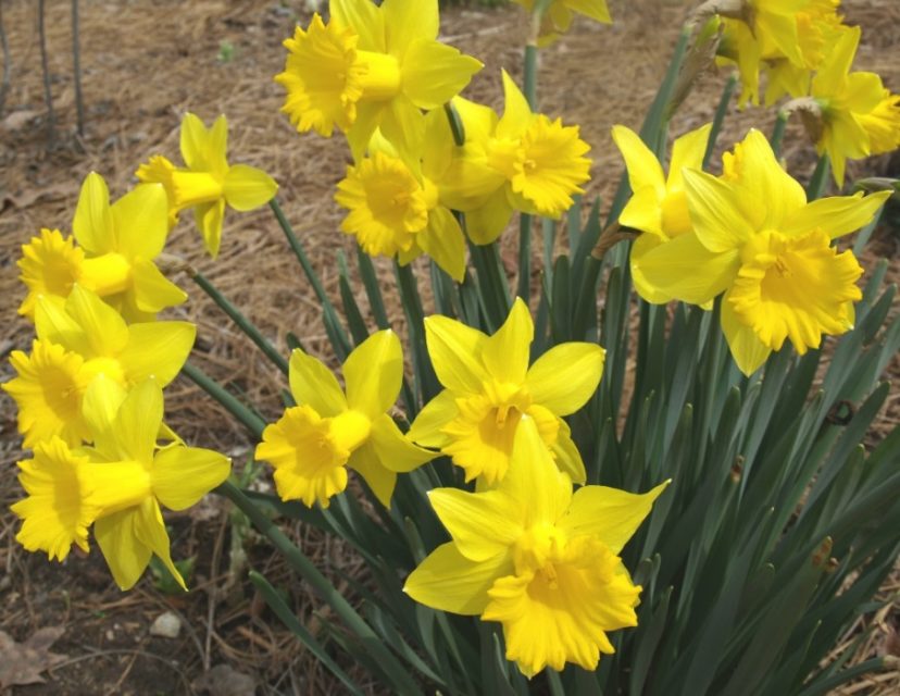 Daffodils Herald the Coming of Spring Home & Garden Information Center
