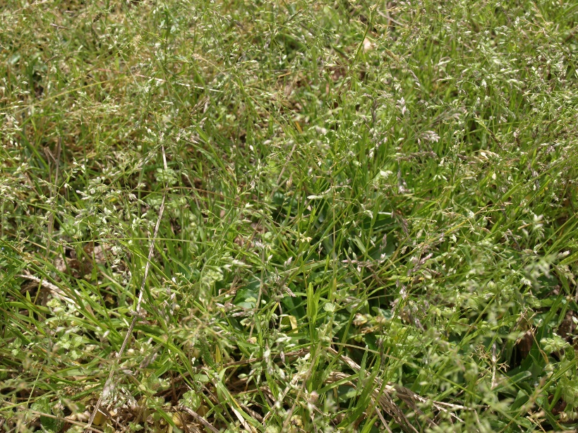 Weed of the Month Annual Bluegrass Home & Garden Information Center