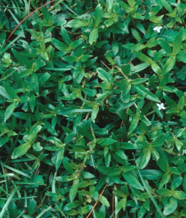 Virginia Buttonweed Home & Garden Information Center