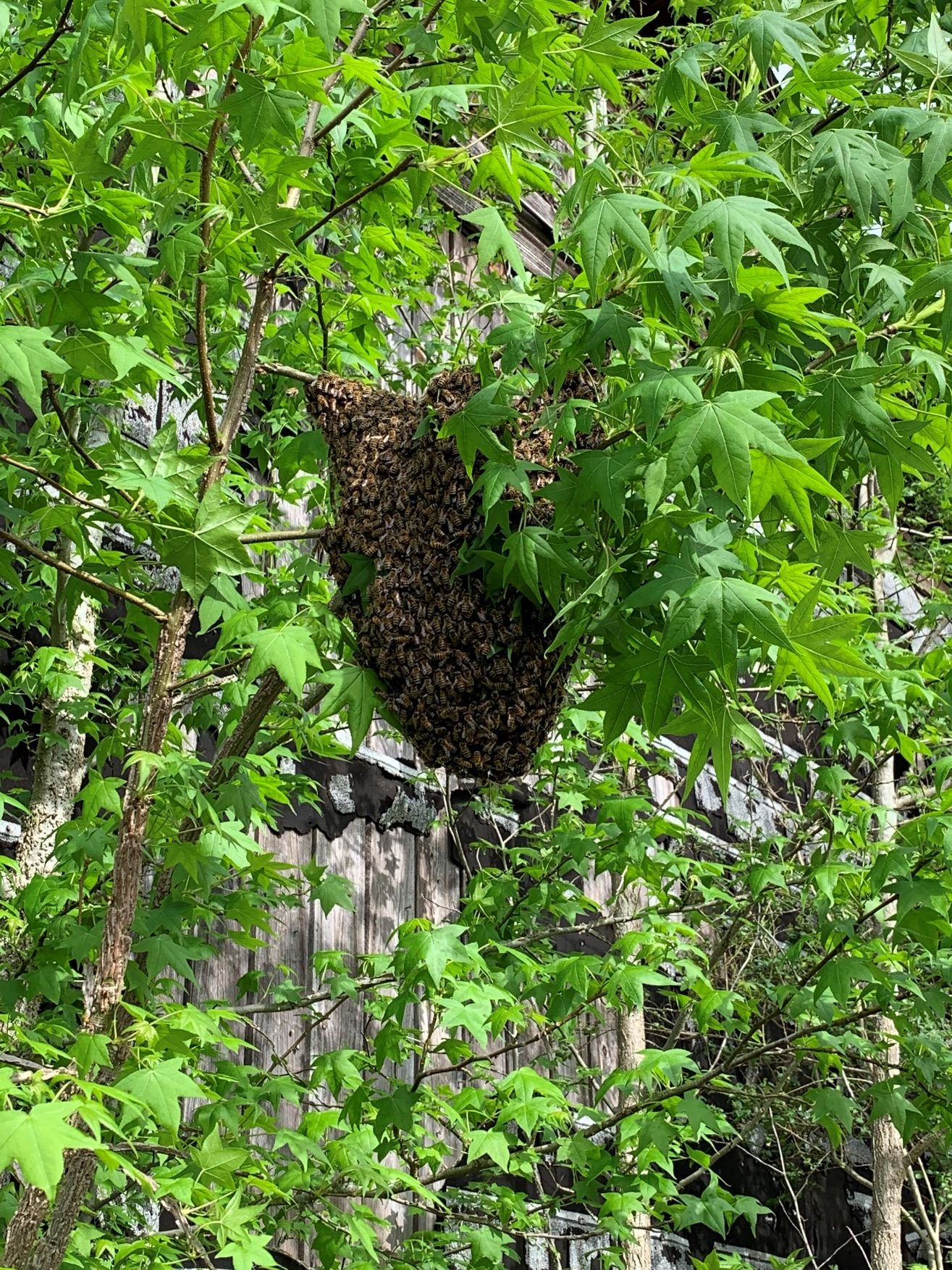 Maybe you would like to learn more about one of these? Frequently Asked Questions About Honey Bee Swarms Home Garden Information Center