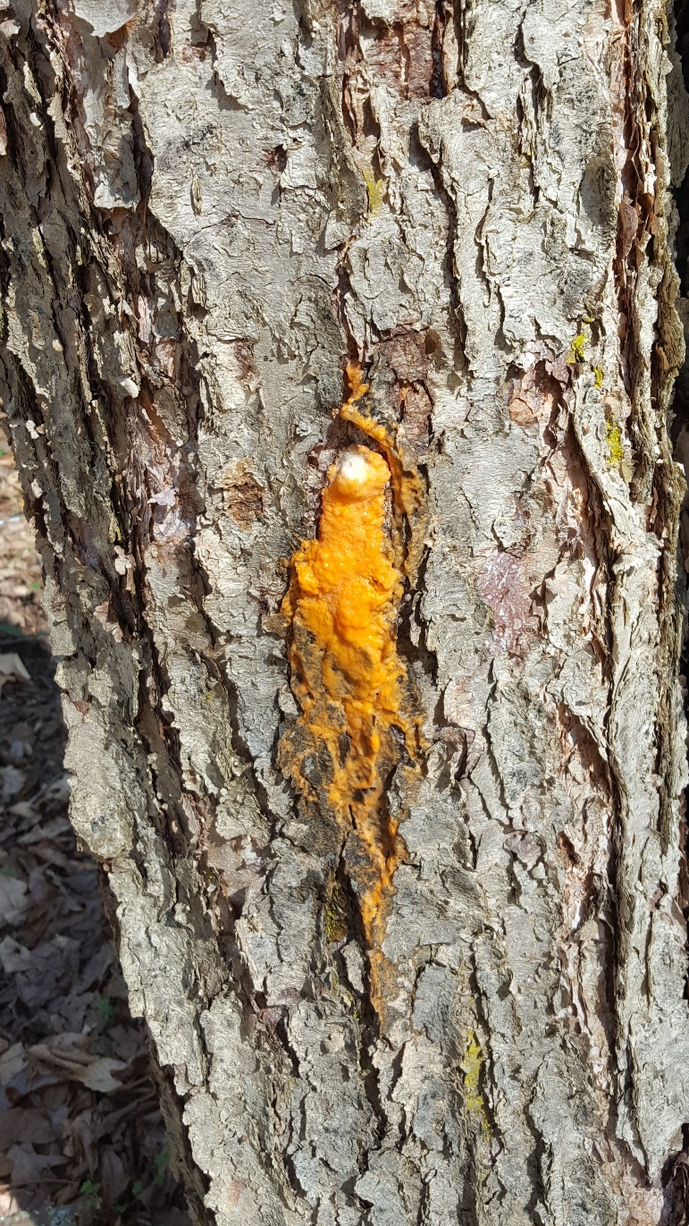 orange fungus on tree limb Shu Mcneely