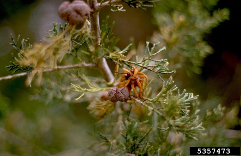CedarApple Rust Home & Garden Information Center