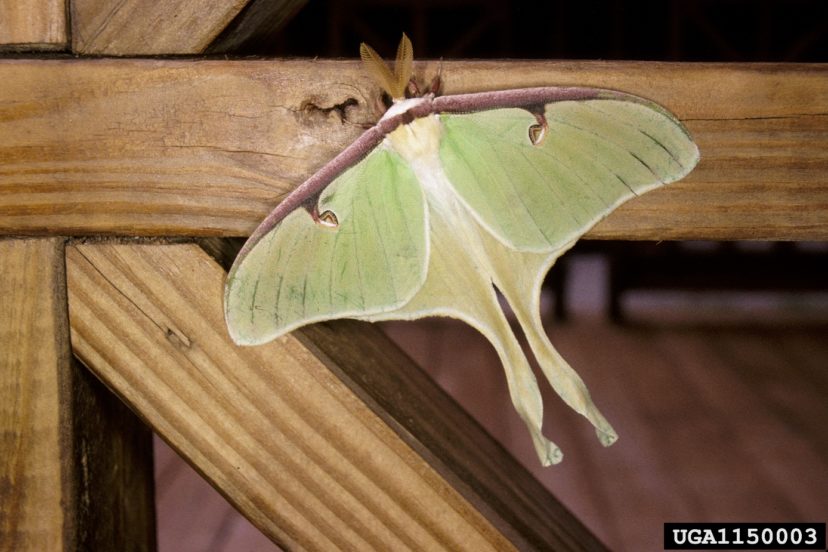 Luna Moth Home & Garden Information Center