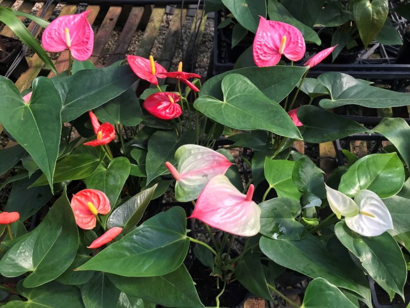 Anthurium Easy Houseplants That Offer LongLasting Color Home