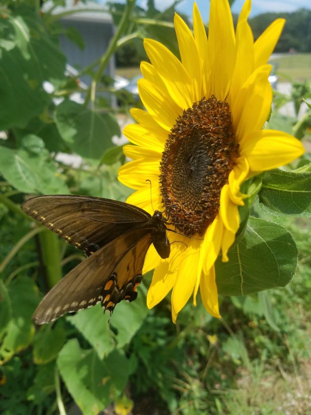 Let’s Grow Sunflowers Home & Garden Information Center