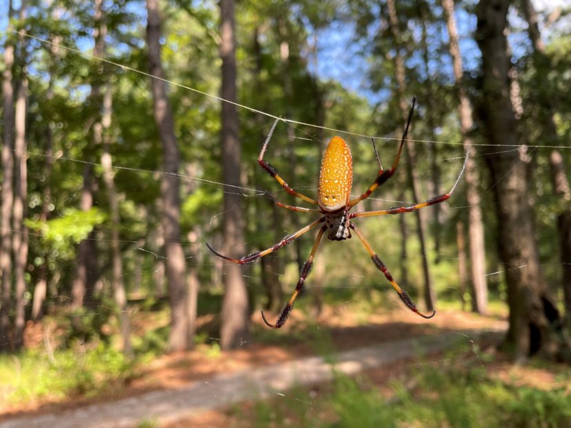 Banana Spiders Home & Garden Information Center