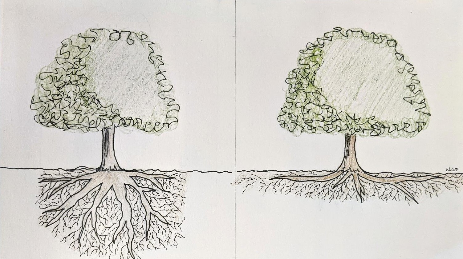 oak tree roots above ground Devorah Aldridge