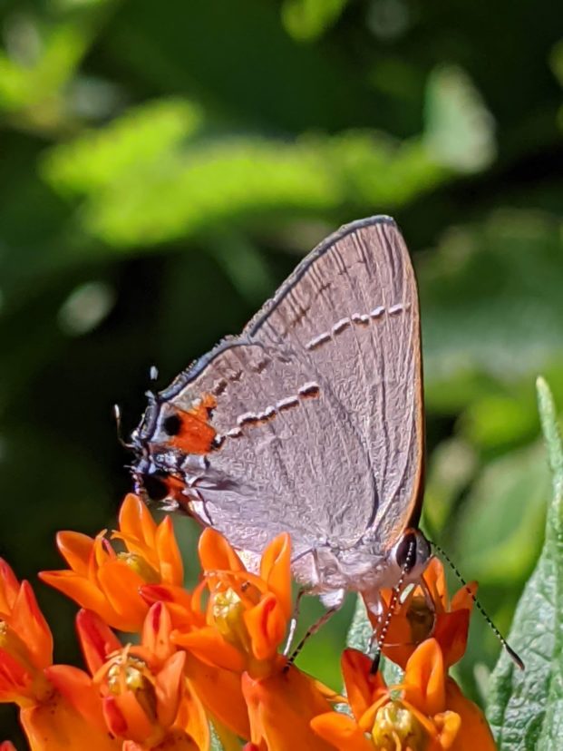 Native Plants for Wildlife Resources for Home Gardeners Home