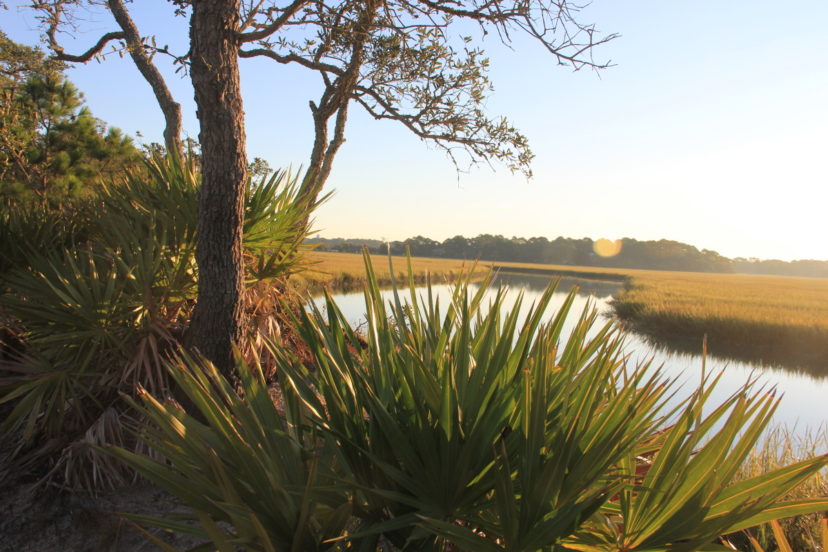 Benefits of Riparian Buffers Along Waterways Home & Garden Information Center