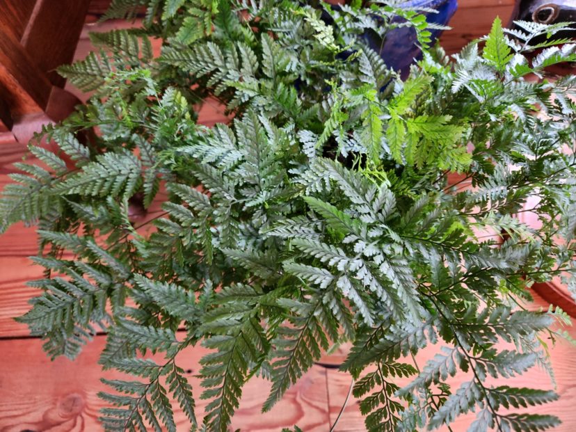 Rabbit’s Foot Fern Home & Garden Information Center