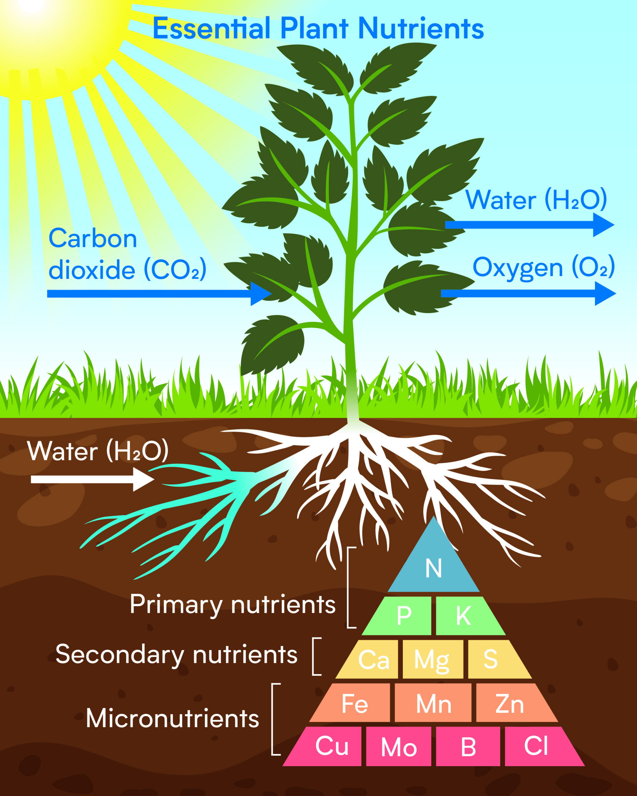 Basic Plant Diagram
