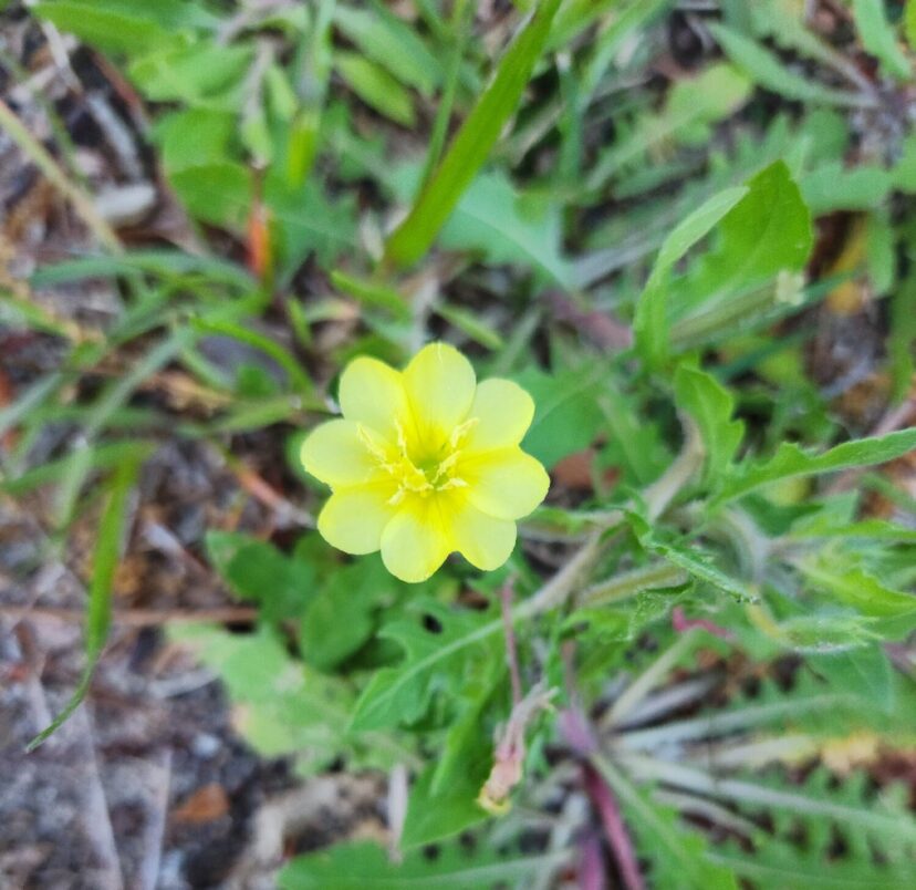Weed of the Month Cut Leaf Evening Primrose Home & Garden