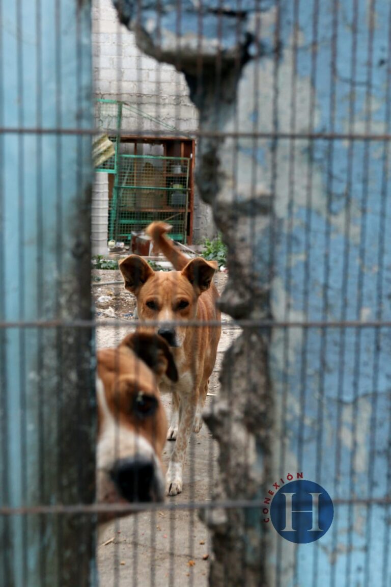 Piden rescatar a perritos abandonados en predio de Neza Heraldo del