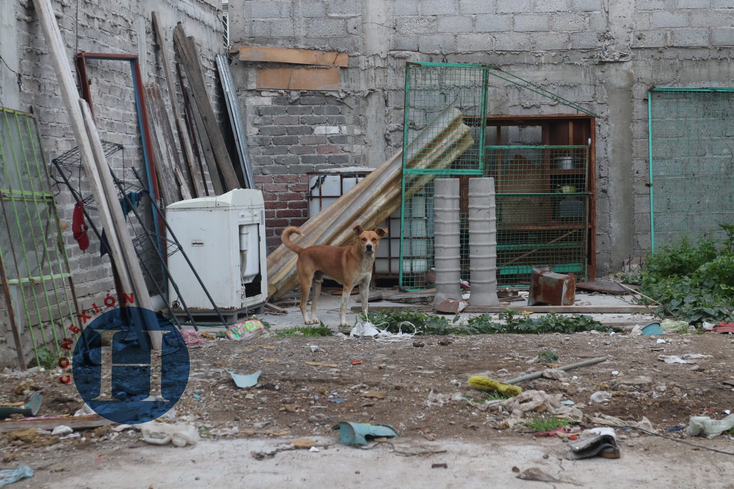 Piden rescatar a perritos abandonados en predio de Neza Heraldo del
