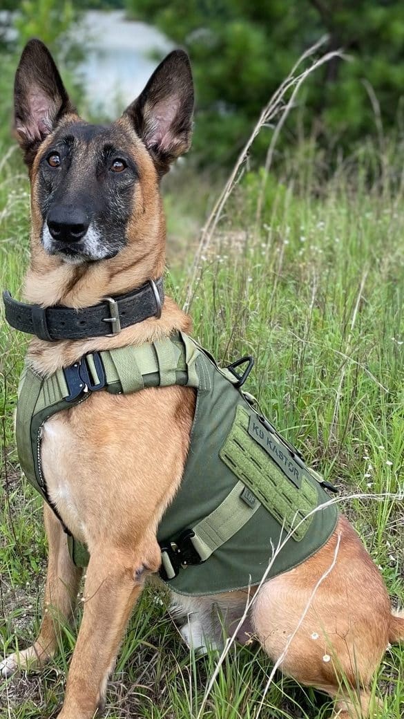 Kudos to Kastor! Warner Robins K9 retires after eight years of service