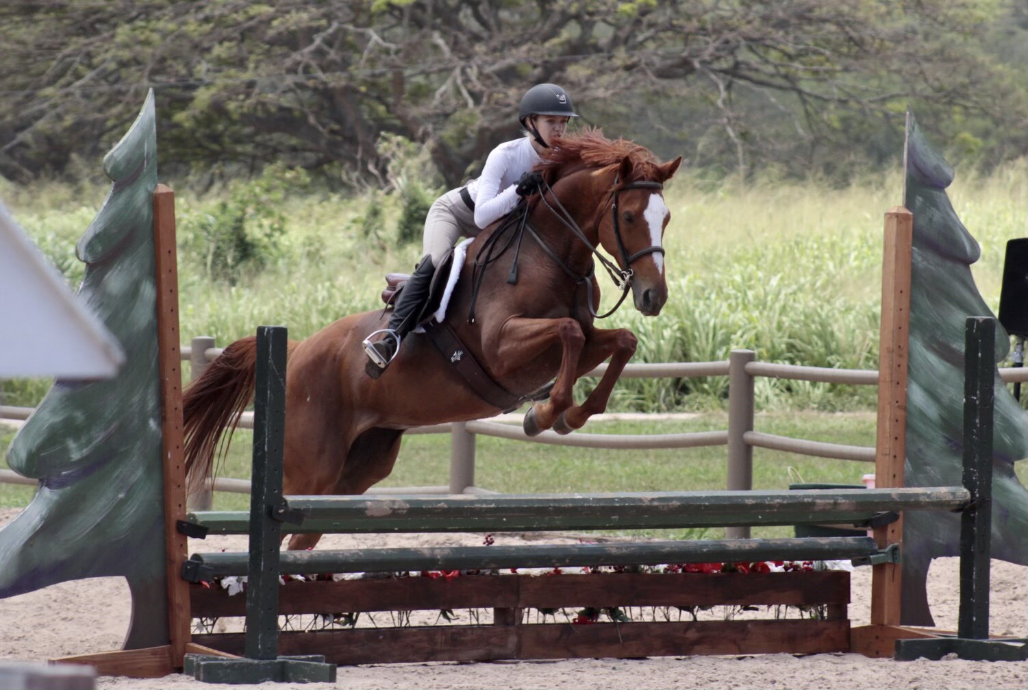 Gallery Hawaii Horse Show Association