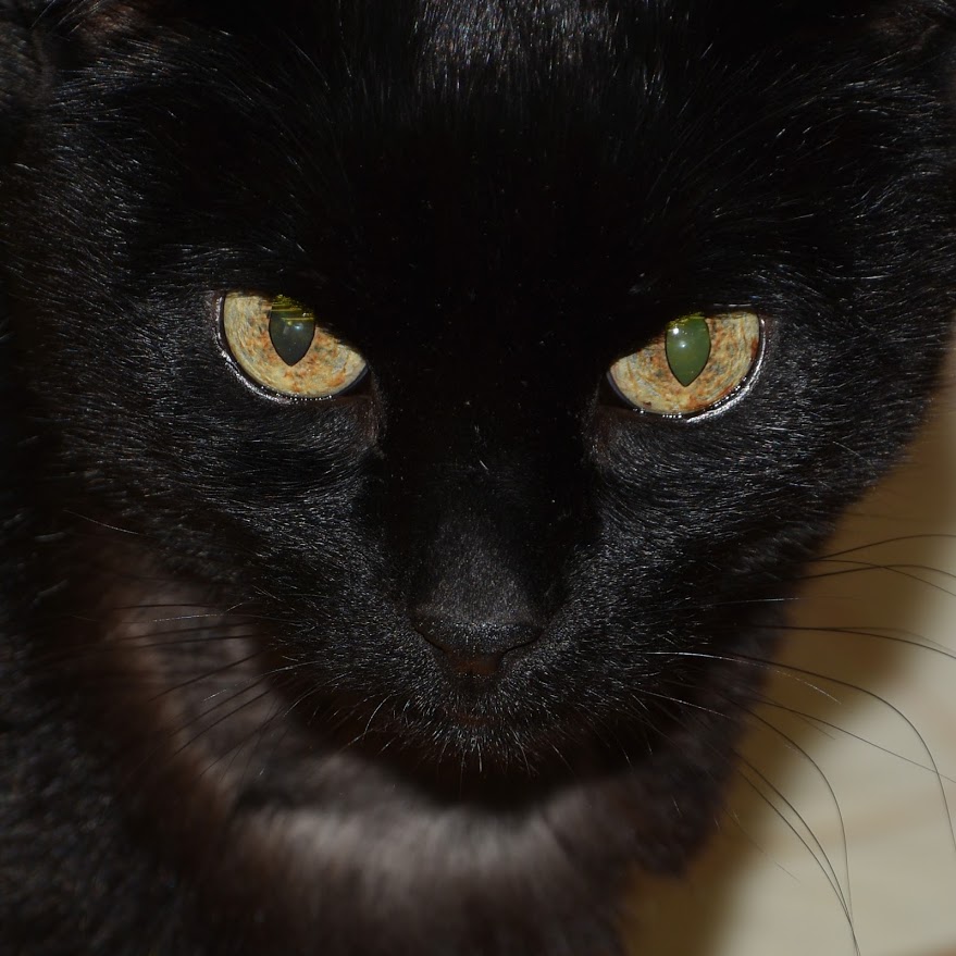 Cat Abscesses More Than Skin Deep