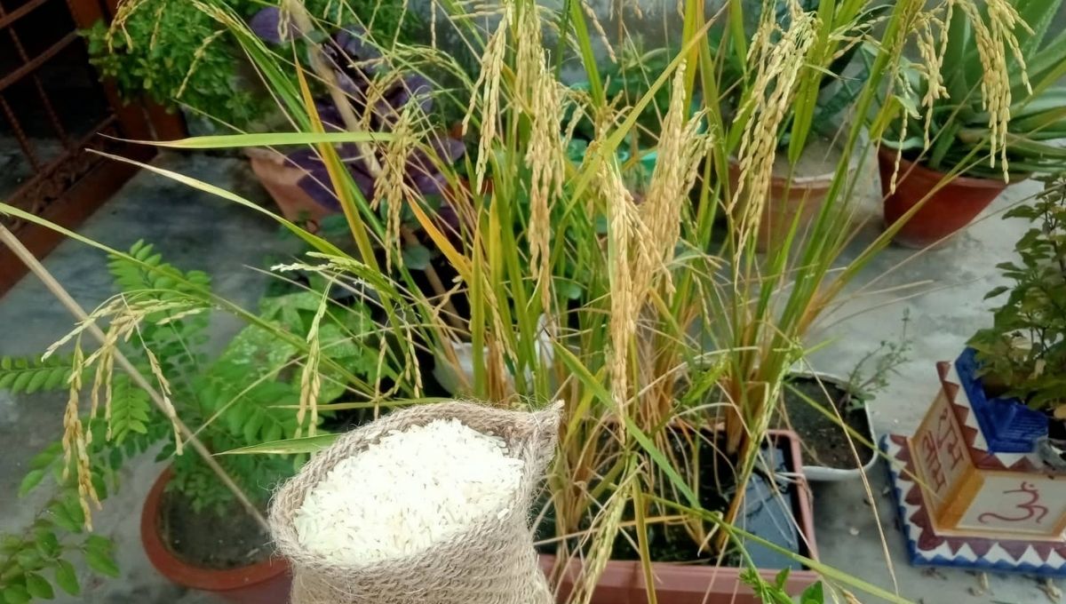 How to Grow Rice Step by Step Guide Of Farming At Home Indoor
