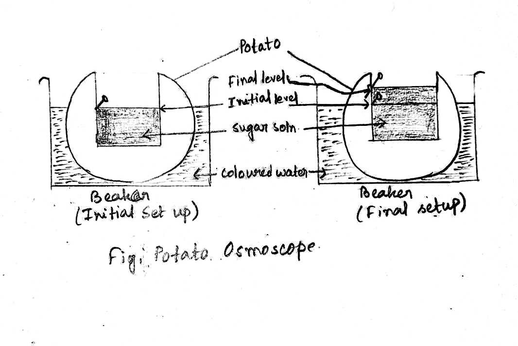 1 Make a temporary potato osmoscope to study osmosis. Sketch & label