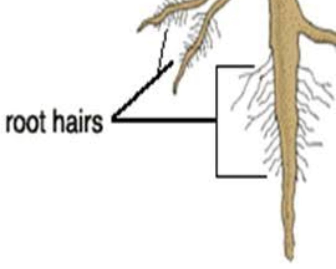 Why do roots have root hairs? Brainly.in