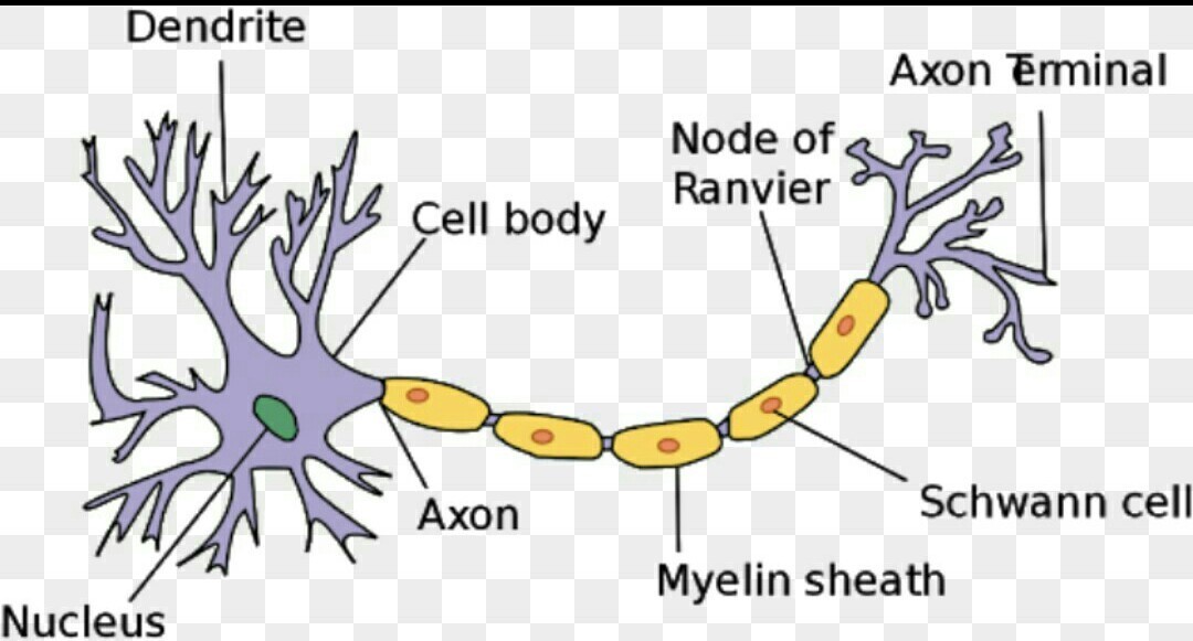 longest cell in human body? Brainly.in